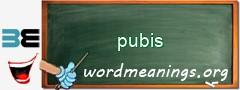 WordMeaning blackboard for pubis